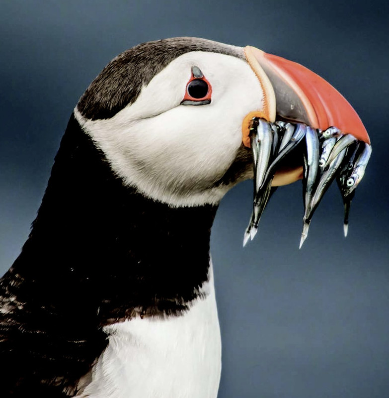 Photo of an Atlantic puffin